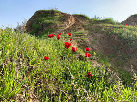 Blooming wild anemone (lat.- A. coronaria) against the grass in the meadowの写真素材