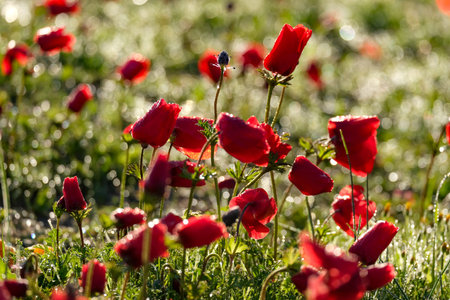 Blooming wild anemone (lat.- A. coronaria) against the grass in the meadow