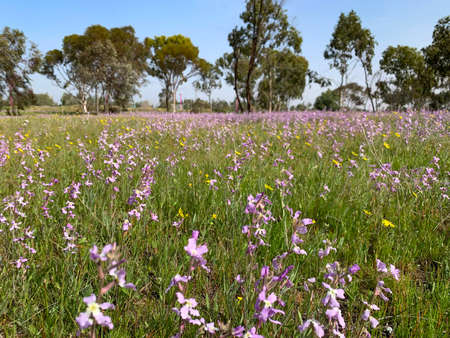 Spring flowering meadow at the edge of a groveの写真素材