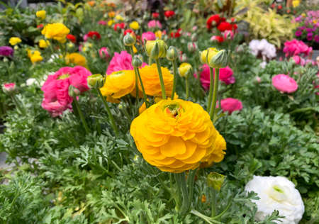Beautiful spring flowering Buttercup or ranunculus (lat. - Ranunculus)の写真素材