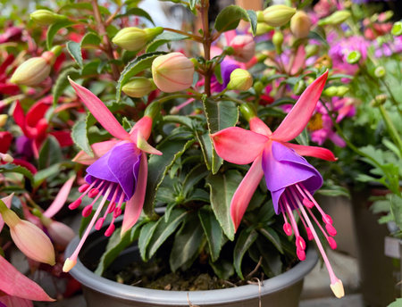 Beautiful spring flowering of decorative plant Fuchsia (lat. Fuchsia)