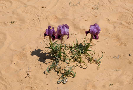 Spring flowering of Iris Negev or Iris Mariae in the Negev desertの写真素材