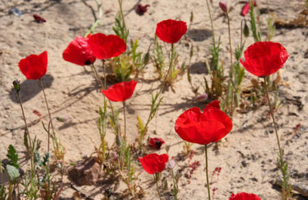 Flowering Convex poppy (lat. - Papaver umbonatum) in the Negev desertの写真素材
