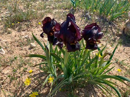 Wild Black-brown iris (lat. - Iris atrofusca), endemic in the Negev desertの写真素材