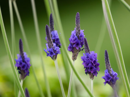 Flowering Lavender multi-cut (lat. Lavandula multifida), a medicinal and aromatic plant