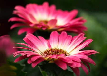 Gerbera red flower with yellow mid among green leaves