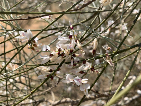 Blooming shrub retama (lat.- Retama raitam) with thin falling branchesの写真素材