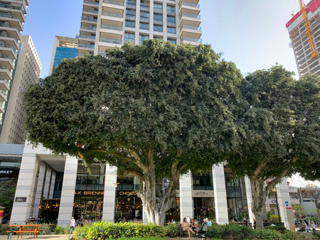 TEL AVIV, ISRAEL - APRIL 25, 2022: Ficus microcarpa (lat. - Ficus microcarpa) also known as Chinese banyan grows in a city parkのeditorial素材