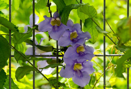 Beautiful blue flowers of the climbing plant Thunbergia grandiflora (Latin - Thunbergia grandiflora)の写真素材