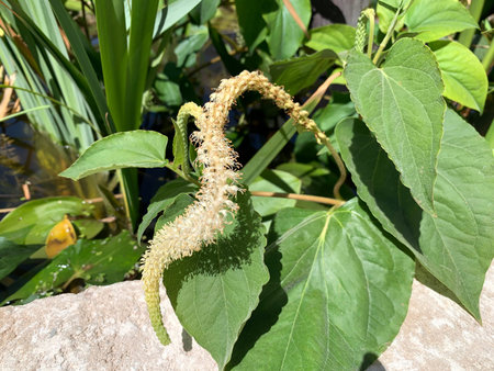 Flowering Saururus cernuus or Lizard Tail (Latin - Saururus cernuus) in swamps and shallow water