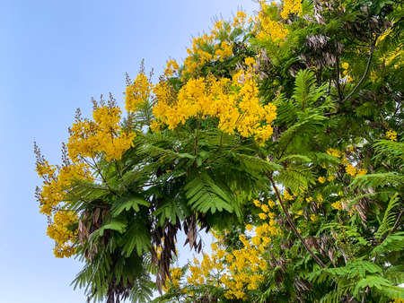 Flowering Doubtful Peltoforum or Yellow Flame or Peltoforum winged on background of skyの写真素材