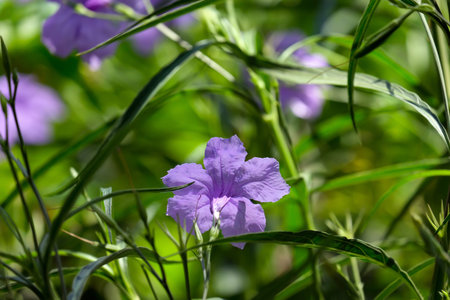 Flowering of Ruellia (lat.- Ruellia simplex), Mexican petunia, Mexican bluebellの写真素材