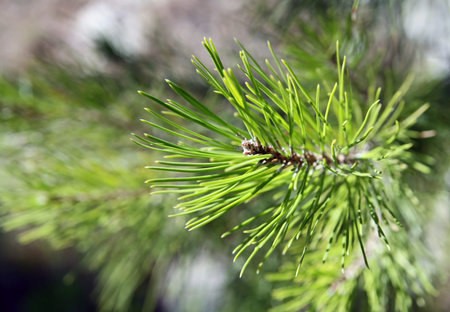 Natural pine branch on a blurred green background