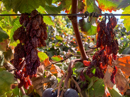 Bunch of grapes turned into a raisin under the hot sunの写真素材