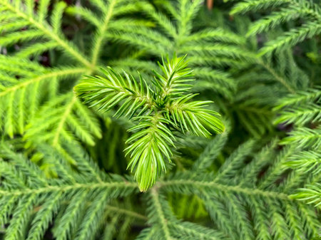 Young shoot of an evergreen coniferous plant Araucaria (lat. Araucaria)