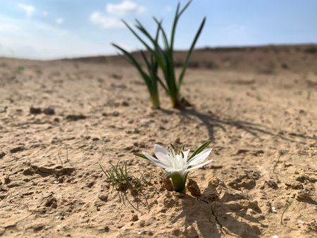 Flowering of colchicium (Lat. - Colchicum Ritchii) in the winter in the Negev desertの写真素材