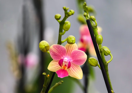 Blooming beautiful phalaenopsis orchid in a greenhouseの写真素材