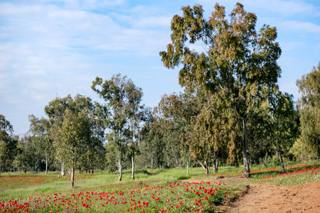 Spring flowering anemones in the eucalyptus grove in the Negevの写真素材