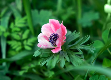 Beautiful blooming wild anemone (lat.- A. coronaria) against the grass in the meadowの写真素材