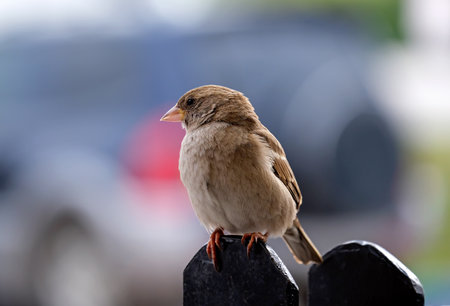 House sparrow (lat. Passer domesticus) sits on the fenceの写真素材