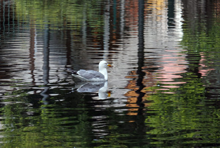 Wild Mediterranean gull (lat. - Larus michahellis) swims in a pondの写真素材