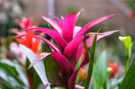 Pots with beautiful decorative flowers Guzmania lingulataの写真素材