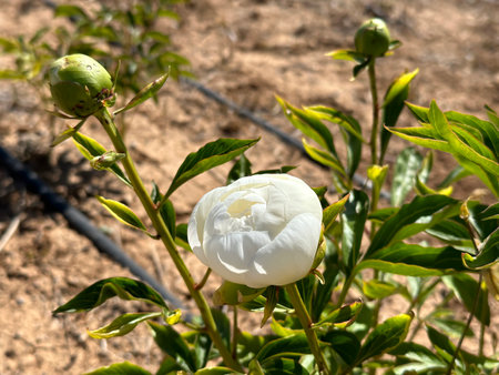 Growing Peonies (lat. Paeonia) in the Negev Desert with Drip Irrigationの写真素材