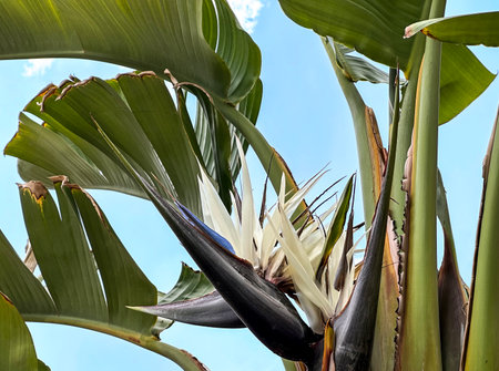 Blooming evergreen Strelitzia Nicholas (lat. Strelitzia nicolai) is a perennial tree plantの写真素材