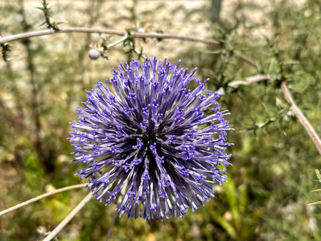 Spherical flower head of Globe thistle (Latin - Echinops)の写真素材
