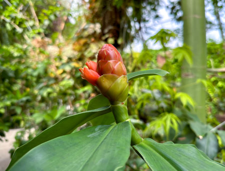 Costus woodsonii, the red button ginger or scarlet spiral flag (lat.- Costus Woodsonii)