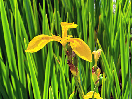 Beautiful Flowering yellow iris or water flag (lat.- iris pseudacorus)