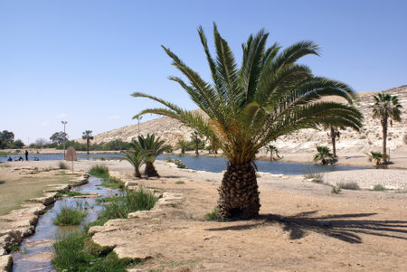Artificial lake and palm trees in the desert Negev, Israelの写真素材
