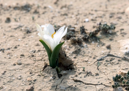 Flowering of colchicium (Lat. - Colchicum Ritchii) in the winter in the Negev desertの写真素材