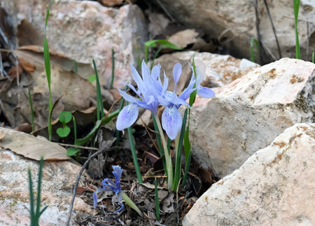 Winter blossom Iris vartanii or Iridodictyum vartanii