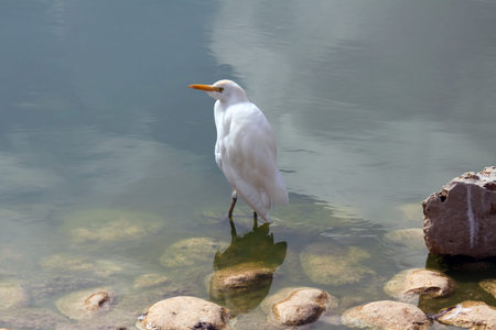 A free-living little egret stands on the shore of a pond (lat.- Egretta garzetta)