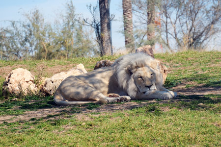 White Lion (lat. Panthera leo) in the zoo enclosureの写真素材