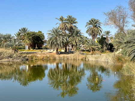 Artificial lake and palm grove at Sapir Oasis in the Arava Desertの写真素材