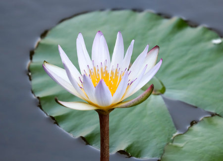 Blooming nymphea (Lat. - nymphaea caerulea) in the pond in cloudy weatherの写真素材