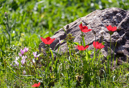 Beautiful blooming wild anemones (lat.- A. coronaria) and Cyclamen persicum in the meadowの写真素材