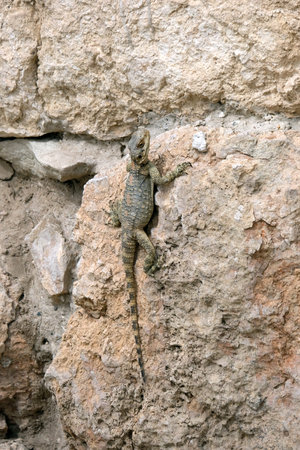 Roughtail Rock Agama lizard (lat.- Stellagama stellio) sitting on a stoneの写真素材