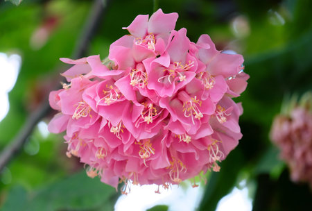Tree Dombeya Wallichi native of Madagascar blooms beautiful pink flowers