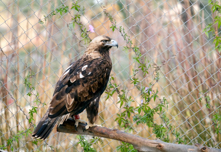 Golden eagle (lat.- Aquila chrysaetos) in the aviary