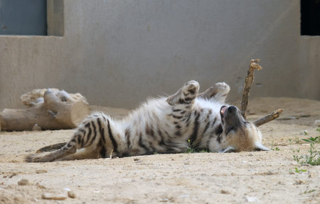 Striped hyena lies in zoo enclosure (lat.- Hyaena hyaena)