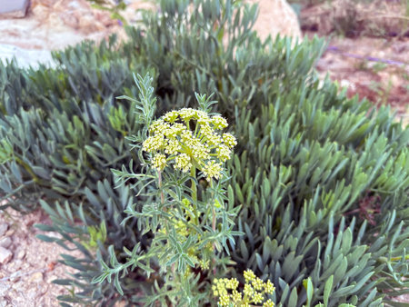 Blooming Peters Cress, rock samphire, sea fennel or samfir (Latin - Crithmum maritimum)の写真素材