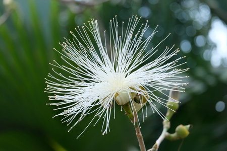 Blooming bombax ellipticum or shaving brush tree (lat.- Pseudobombax ellipticum) in the Ein Gedi...
