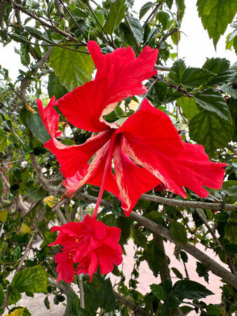 Beautiful red Hibiscus flower variety Pagoda, closeup (lat.- Hibiscus)の写真素材