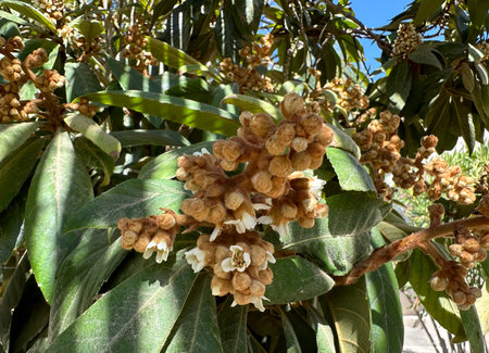 Beautiful Flowering of the evergreen loquat tree or Japanese plum (lat.- Rhaphiolepis bibas)