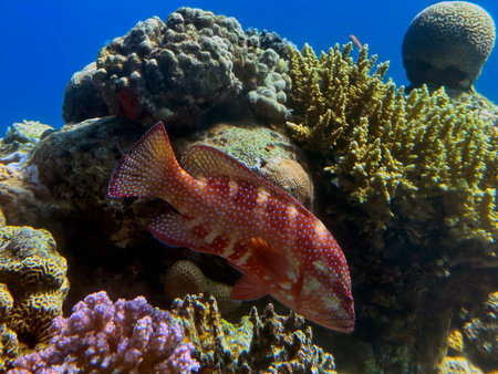 The blacktip grouper (lat.-Epinephelus fasciatus), or redbanded grouper, blacktipped cod,...