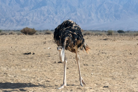 African ostrich (lat. - Struthio camelus) against the backdrop of the Edom Mountains in the Yotvata Hai-Bar Nature Reserve in Arava desertの写真素材