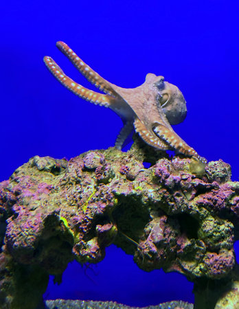The big blue octopus or day octopus (lat.- Octopus cyanea) in the aquarium of the Eilat Oceanariumの写真素材